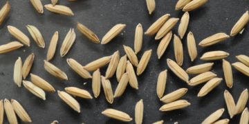 Perkembangan Harga Produsen Gabah Nasional Periode April 2022