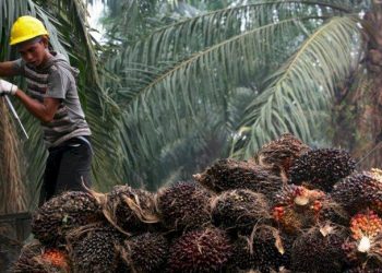 Kemenkeu: Pemerintah Dorong Aksi Perkebunan Kelapa Sawit Berkelanjutan