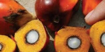 Licinnya Prospek â€œEmas Cairâ€