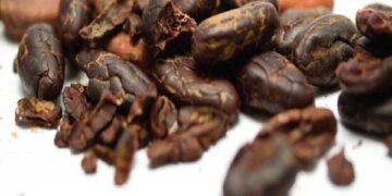 Memaksimalkan Manisnya Komoditas Cokelat