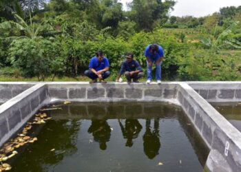 Allianz Bantu Budidaya Lele Organik