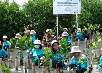 Ramaikan World Cleanup Day 2019, Allianz Tanam 3.000 Mangrove