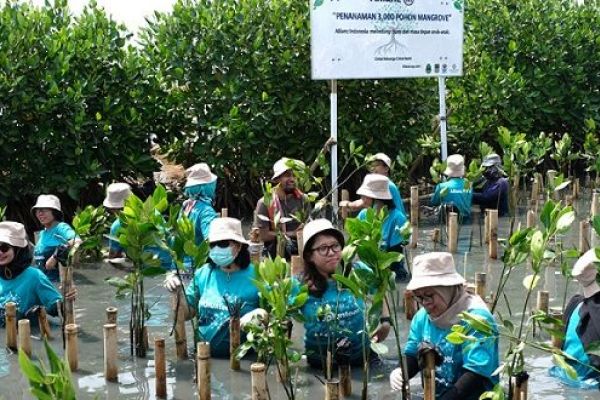Ramaikan World Cleanup Day 2019, Allianz Tanam 3.000 Mangrove