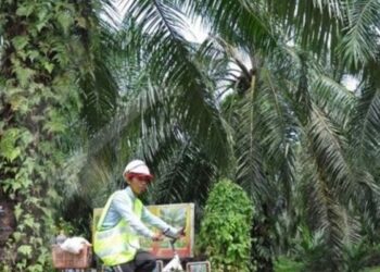 PTPN V Kembalikan Lahan kepada Negara