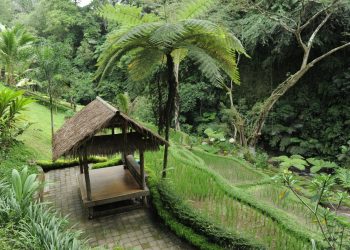 Menilik Desa Wisata Taro, Surga Tersembunyi di Gianyar Pemenang BCA Desa Wisata Award