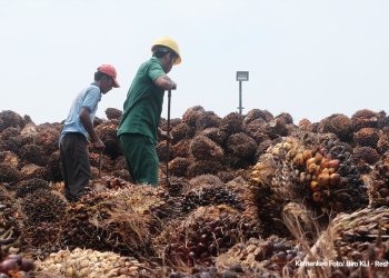 Pemerintah Dorong Peningkatan Ekspor dan Hilirisasi Kelapa Sawit Berkelanjutan