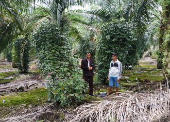 Apkasindo Dukung Program Pengembangan Minyak Makan Merah Pemerintah