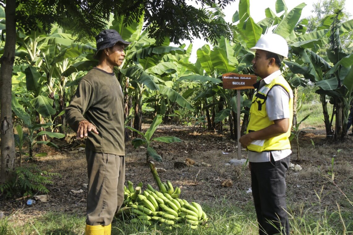 SIG Ubah Bekas Tambang Tanah Liat di Tuban Jadi Kebun Pisang Cavendish
