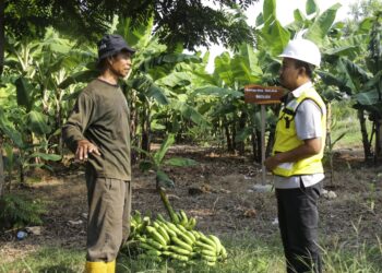 SIG Ubah Bekas Tambang Tanah Liat di Tuban Jadi Kebun Pisang Cavendish