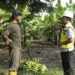 SIG Ubah Bekas Tambang Tanah Liat di Tuban Jadi Kebun Pisang Cavendish