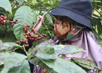 Strategi Jitu LPEI Bantu UKM Naik Kelas dan Mendunia