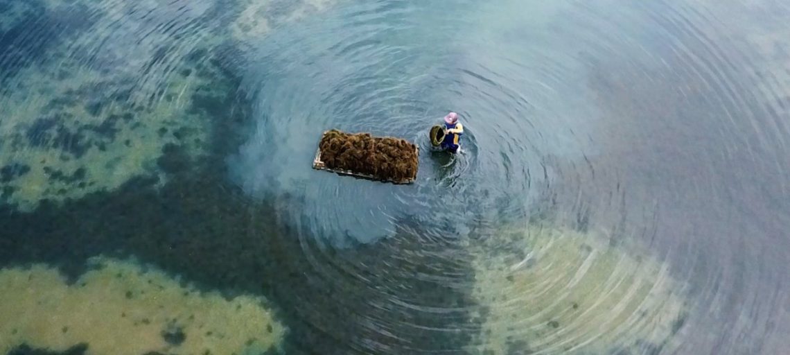 Dukung Rumput Laut Indonesia Mendunia, LPEI Resmikan Program Desa Devisa di Sidoarjo