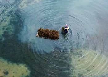 Dukung Rumput Laut Indonesia Mendunia, LPEI Resmikan Program Desa Devisa di Sidoarjo