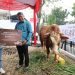Hari Raya Idul Adha 1444 H, CIMB Niaga Finance Bagikan 1,6 Ton Sapi Kurban