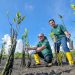Investasi Hijau Bank BSN, Ribuan Mangrove Ditanam di Teluk Benoa
