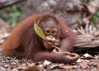 Perkuat Prinsip ESG, BNI (BBNI) Guyur Dana Konservasi Orangutan dan Badak Jawa
