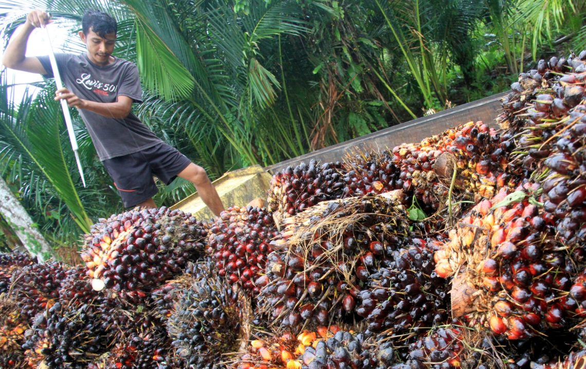 Kinerja CPO Indonesia Januari 2023: Produksi Stagnan, Stok Turun