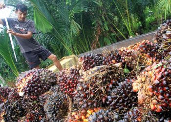Kinerja CPO Indonesia Januari 2023: Produksi Stagnan, Stok Turun