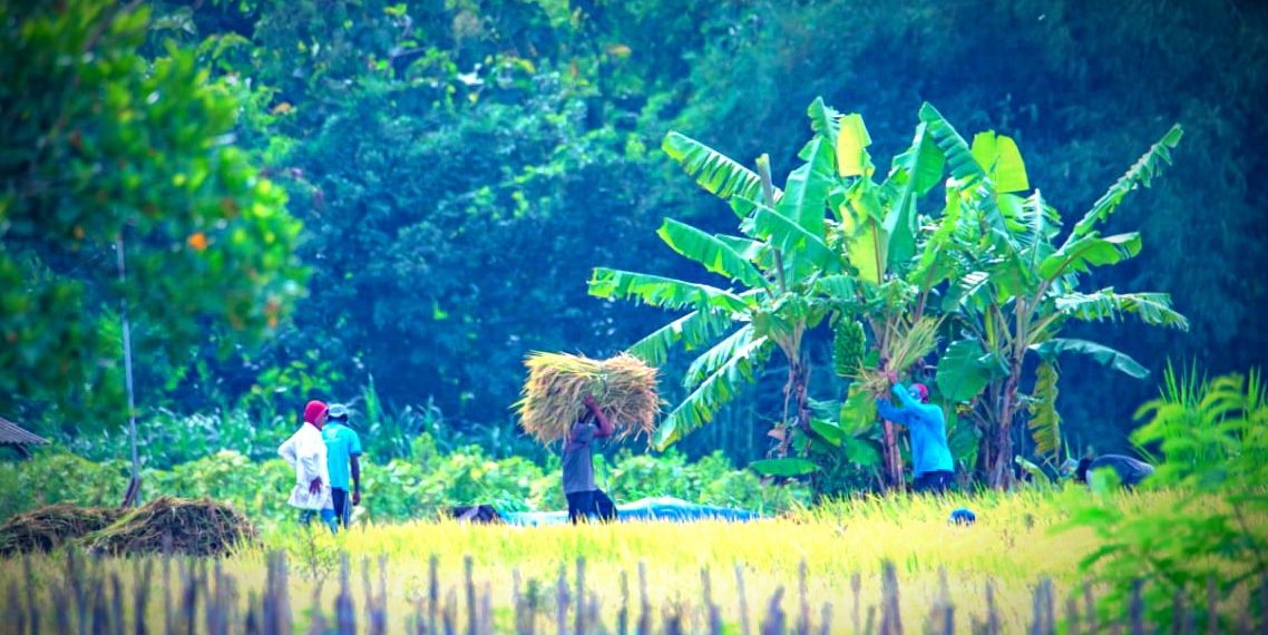 Dukung Swasembada Pangan, PIS Dorong Produktivitas Lahan Petani di Sleman