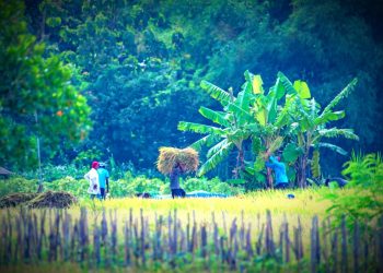 Dukung Swasembada Pangan, PIS Dorong Produktivitas Lahan Petani di Sleman