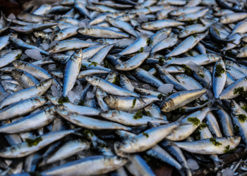 Dampak Krisis Global, Inflasi Indonesia Dipengaruhi Hortikultura dan Ikan Segar