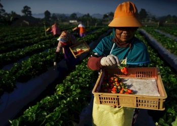 Penyaluran KUR BRI Tingkatkan Kesejahteraan Masyarakat