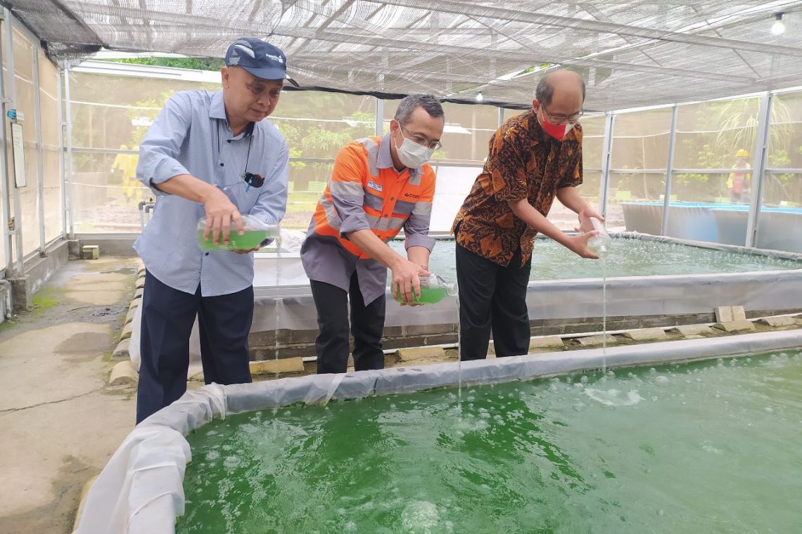 SBI Pabrik Cilacap Kembangkan Budidaya Mikroalga
