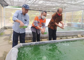 SBI Pabrik Cilacap Kembangkan Budidaya Mikroalga