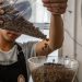 Kopi Ambaidiru, Kearifan Papua yang Memikat Pasar Global