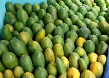 Petani Pepaya Raup Omzet Rp36 Juta Per Bulan Berkat Pinjaman Ultra Mikro BRI