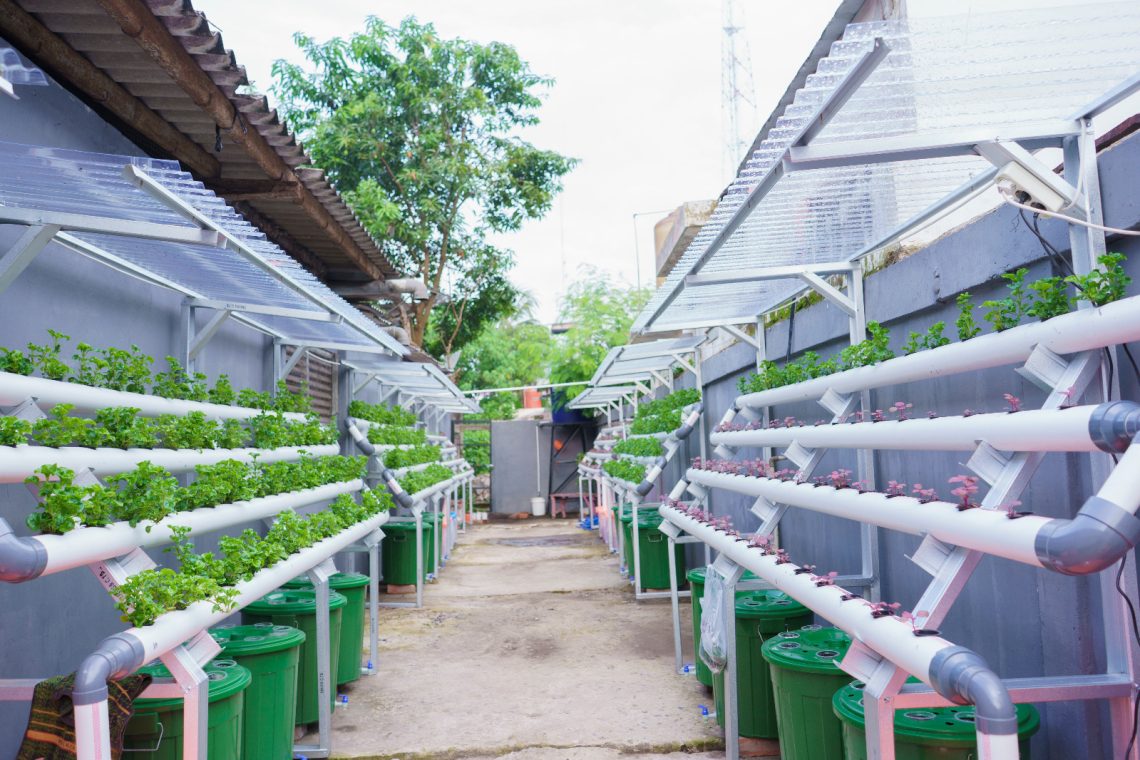 BRInita Kelompok Dasawisma Pisang Sulap TPS Liar Jadi Urban Farming Bernilai Ekonomis di Palembang