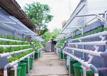 BRInita Kelompok Dasawisma Pisang Sulap TPS Liar Jadi Urban Farming Bernilai Ekonomis di Palembang