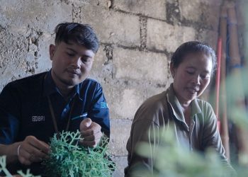 BRI Tingkatkan Usaha Klaster Usaha Rumput Laut Semaya di Nusa Penida