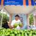 Program Pemberdayaan Klaster Hidupku Bantu Kembangkan Budidaya Alpukat