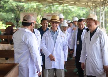 OJK Kembangkan Ekosistem Pembiayaan Peternak Domba, Mulai Tunjukkan Hasil