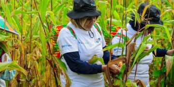 Program BRI Menanam – Grow & Green, Serap Karbon dan Dorong Ekonomi Masyarakat di Tanjung Prepat Berau