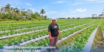Titik Balik Sang Petani Perempuan: Menyiasati Cuaca, Mengelola Permodalan