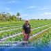 Titik Balik Sang Petani Perempuan: Menyiasati Cuaca, Mengelola Permodalan