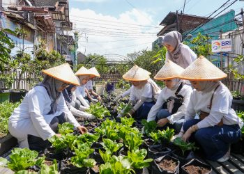 Lewat BRInita, BRI Cetak 9,5 Ton Sayur dan Turunkan Stunting hingga 11%