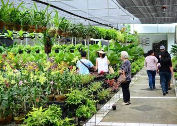 Ekspor Tanaman Hias Indonesia Naik 69,7% Selama Pandemi