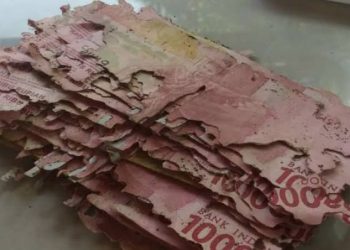 Viral Uang Dimakan Rayap, LPS Imbau Masyarakat untuk Menabung di Bank
