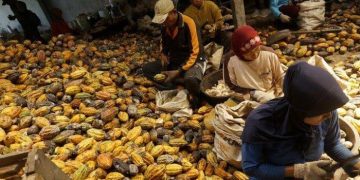 Industri Pengolahan Kakao Sumbang Ekspor USD 549 Juta Selama Pandemi