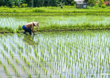Kementerian Keuangan: Angka Kemiskinan dan Ketimpangan Indonesia Menurun