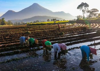 BRI (BBRI) Salurkan Kredit Berkelanjutan Rp815,4 Triliun hingga Kuartal I/2026
