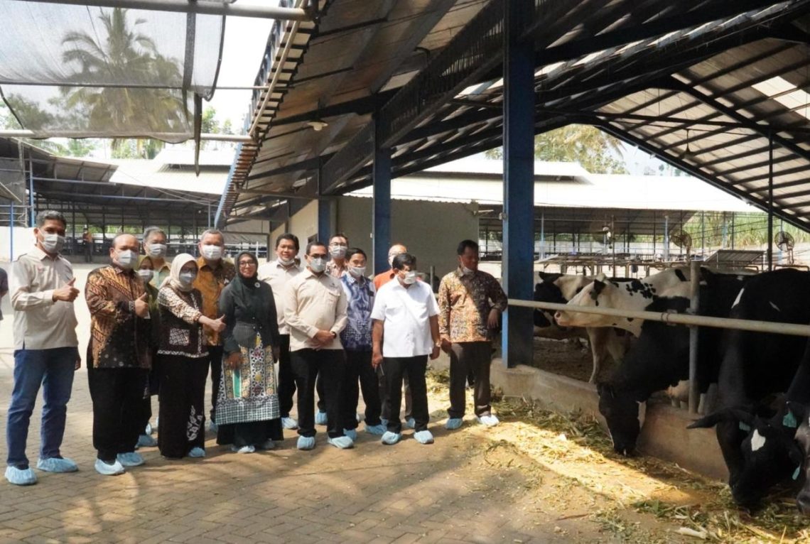 OJK Inisiasi Transformasi Digital Koperasi Sapi Perah, Libatkan ILO dan Kemenkeu