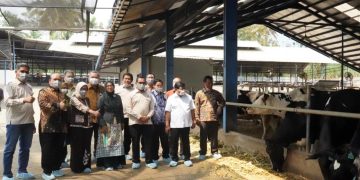 OJK Inisiasi Transformasi Digital Koperasi Sapi Perah, Libatkan ILO dan Kemenkeu