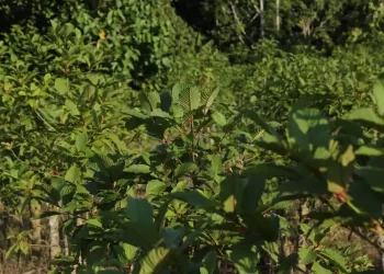 Budidaya Kratom, Manfaatnya dapat Digunakan sebagai Obat